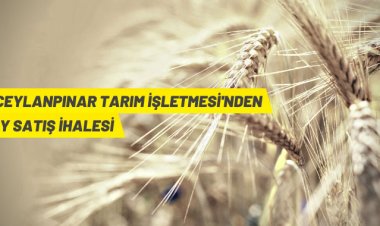 TİGEM'den buğday satış ihalesi