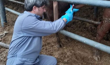 İthal hayvanlardan kan alınıyor 