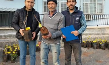 Çiftçilere aşılı antepfıstığı fidanı dağıtımı yapıldı