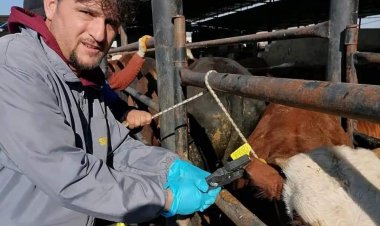 Büyük Baş Hayvanlara Kulak Küpesi