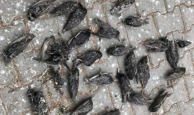 Nizip'te Sığırcık Kuşların esrarengiz ölümü 