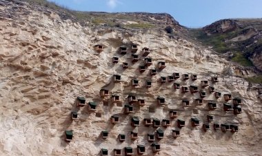 Birecik’te 241 kelaynak doğaya salındı