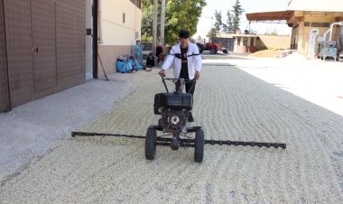 Nizip’te Boz fıstık sezonu başladı