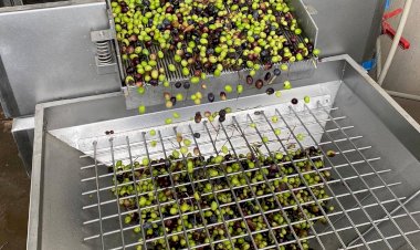 Akfırat Gıda'da çevreci makinalar ile ilk mahsül yağa dönüştü