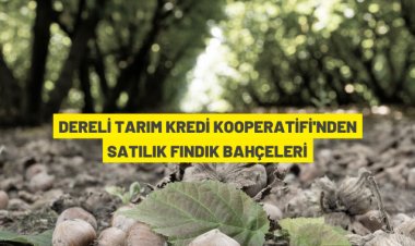 Giresun Dereli'de satılık fındık bahçeleri