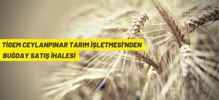 TİGEM'den buğday satış ihalesi