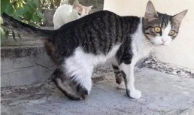 Kedi vahşeti! 10'dan fazla kedinin ayakları kesildi