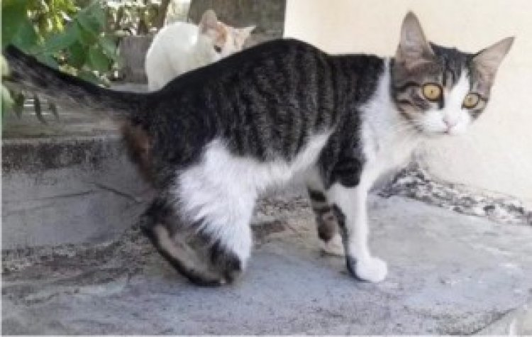 Kedi vahşeti! 10'dan fazla kedinin ayakları kesildi