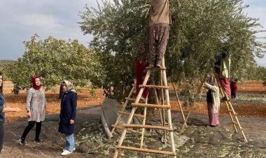 Zeytin hasadı başladı