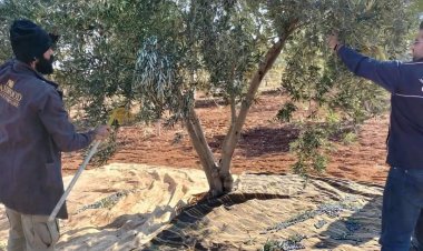 Nizip'te zeytin hasadı