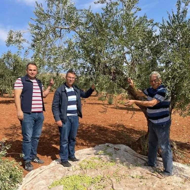 Zeytin zararları konusunda kontroller sürüyor 