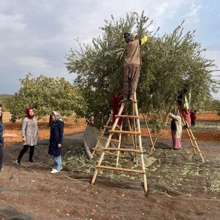 Zeytin hasadı başladı