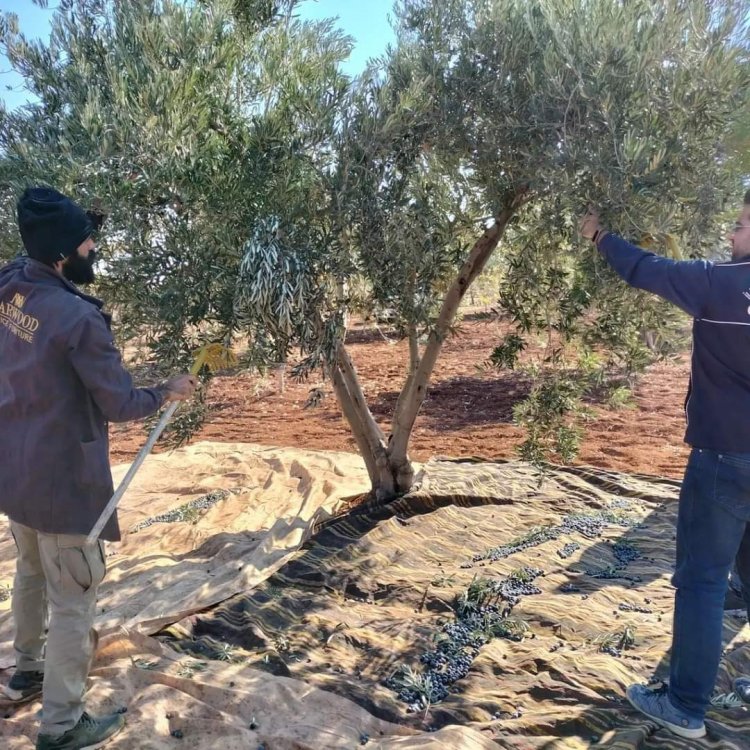 Nizip'te zeytin hasadı 