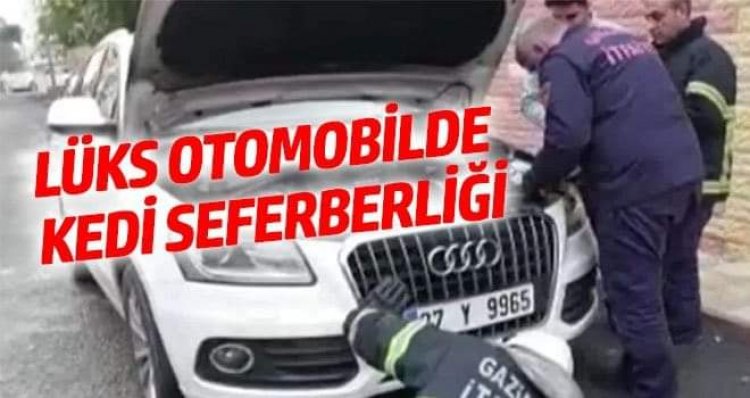 Lüks otomobilde kedi seferberliği