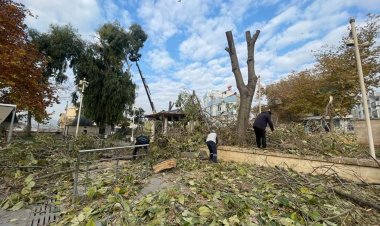 Nizip Belediyesi’nden ağaç budama çalışması