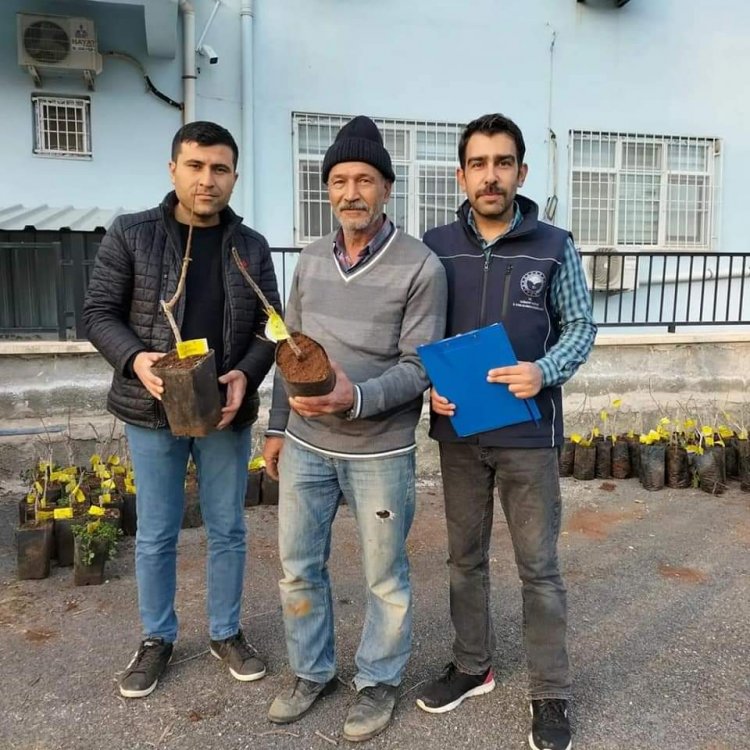Çiftçilere aşılı antepfıstığı fidanı dağıtımı yapıldı