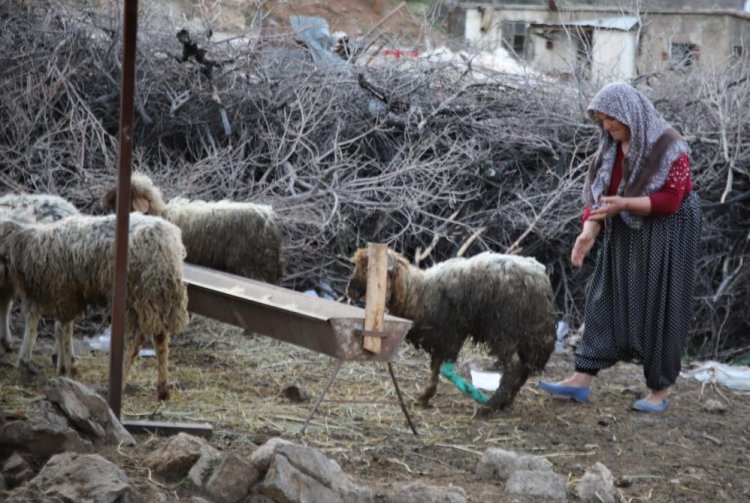 Nurdağı'nda 605 saat sonra 5 koyun sağ çıkarıldı