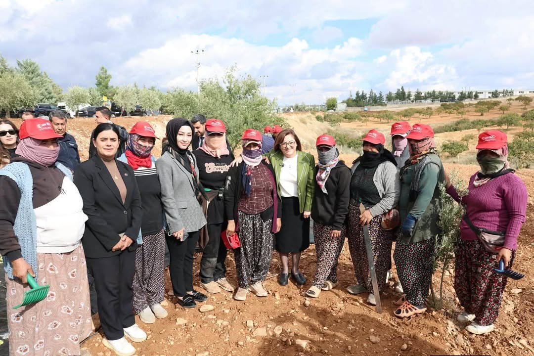 NİZİP ZEYTİN FESTİVALİ’NDE PROTOKOL ÜYELERİ ÇİFTÇİLERLE BİRLİKTE ZEYTİN HASADI YAPTI