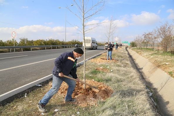 Nizip’te ağaçlandırma çalışmaları