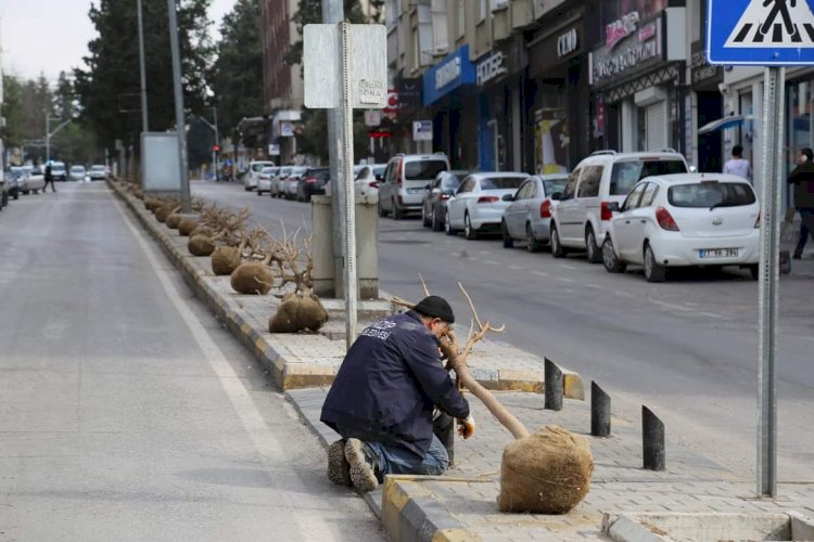 Başkan Sarı ağaçlandırma çalışmasına katıldı